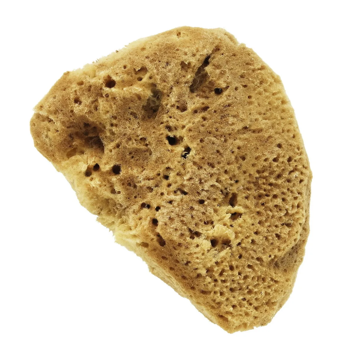 Akvarelsvamp