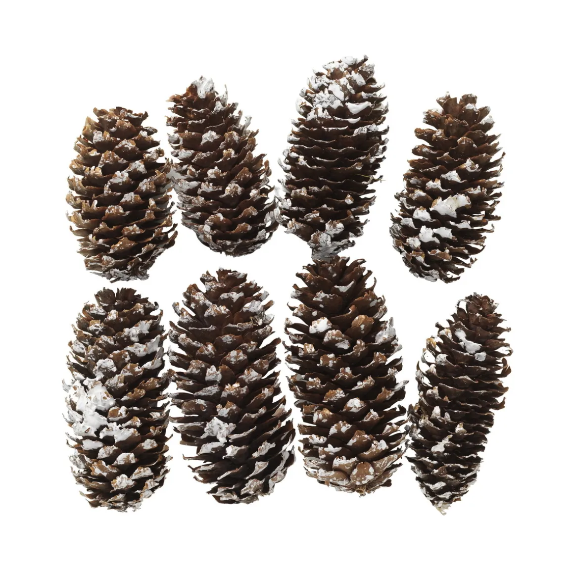 Brune kogler med dekorationssne, 8 stk. Ø2-2,5 cm, længde 5-6 cm