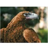 Diamond Dotz Majesty – diamond painting, 42×32 cm, 8229 dotz