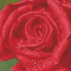 Diamond Dotz Rose Dew – diamond painting, 30,5×30,5 cm, 10449 dotz