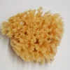 Natursvamp Honey Comb 8-9 cm