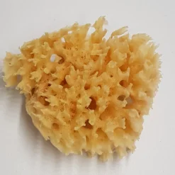 Natursvamp Honey Comb 8-9 cm