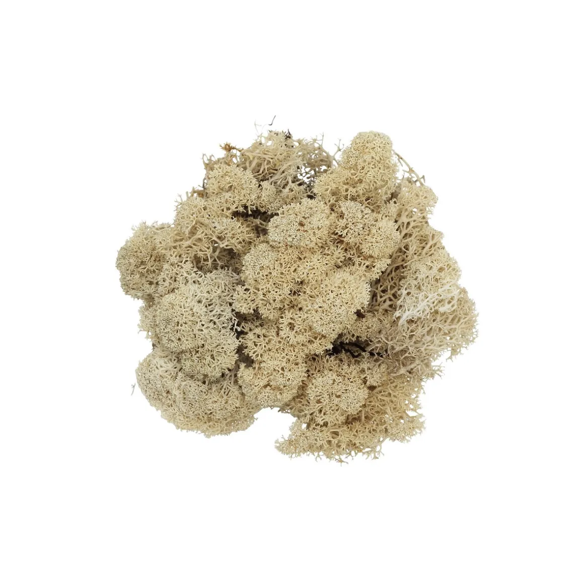 Rensdyrlav 100 g.