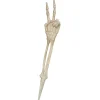 Skeletdel arm fredstegn