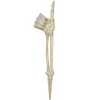 Skeletdel arm med tommel op