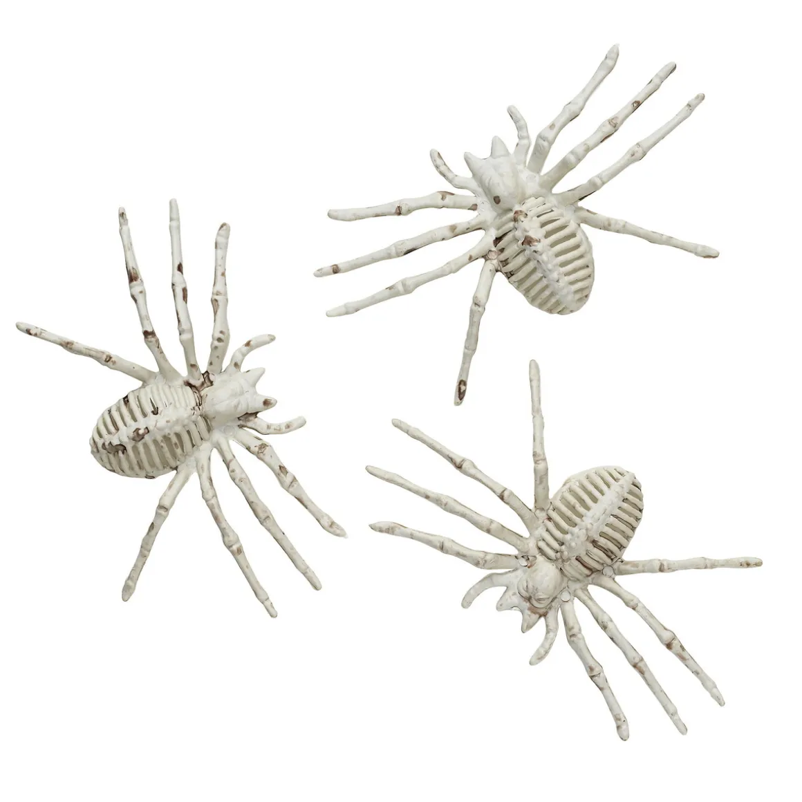 Skelet-edderkop – tre meget skræmmende edderkopper til halloween! 12×7 cm